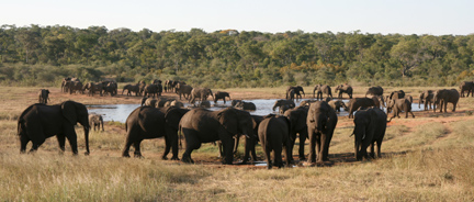 eles at waterhole